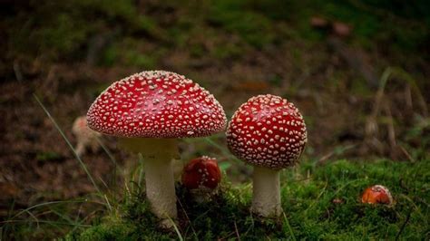 Magic mushrooms for salr online